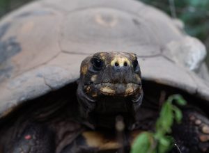 Este nuevo proyecto de rewilding busca recuperar el rol ecológico clave de la tortuga yabotí en la región © Sebastián Navajas - Rewilding Argentina