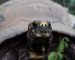 Este nuevo proyecto de rewilding busca recuperar el rol ecológico clave de la tortuga yabotí en la región © Sebastián Navajas - Rewilding Argentina