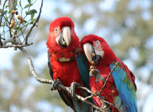 Ibera - Guacamayo Rojo - Jose Oddi - 41