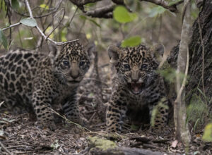 cachorros de Mbarete_2022-11_ph Miranda Volpe__Fundación Rewilding Argentina (4)