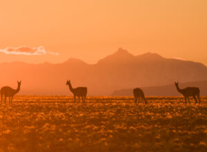 Guanacos en el Parque Patagonia Argentina 04 © Franco Bucci - Rewilding Argetina