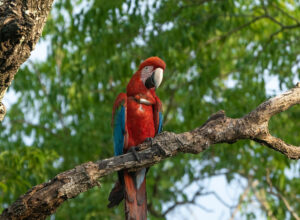 Padres pichón guacamayo rojo - Ñioqui y Sopa - Sebastián Navajas - Fundación Rewilding Argentina -06312