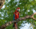 Padres pichón guacamayo rojo - Ñioqui y Sopa - Sebastián Navajas - Fundación Rewilding Argentina -06312