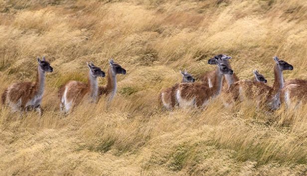 seriema nature tours