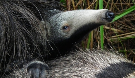 seriema nature tours