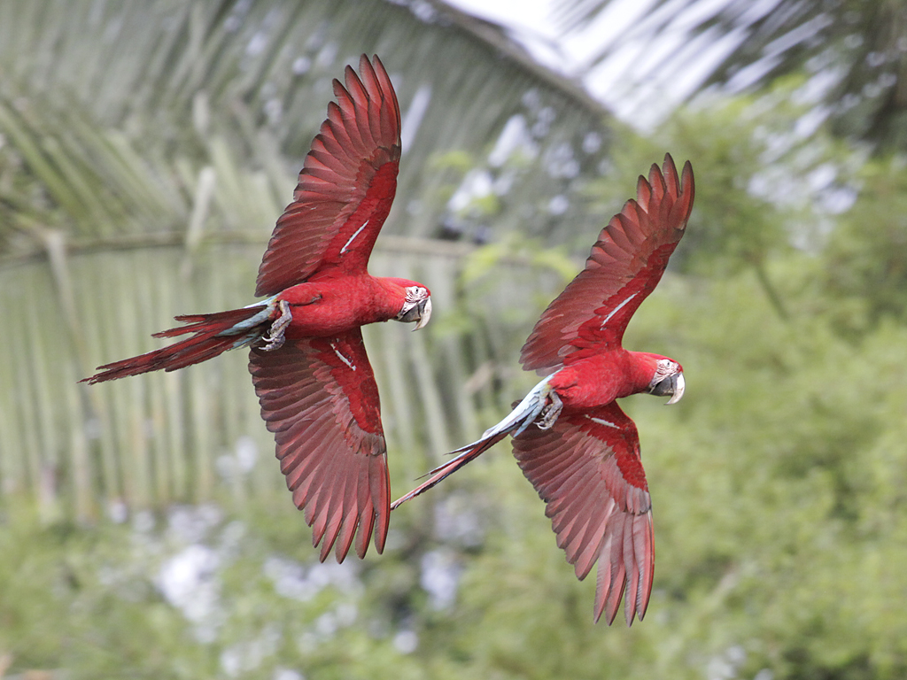 seriema nature tours