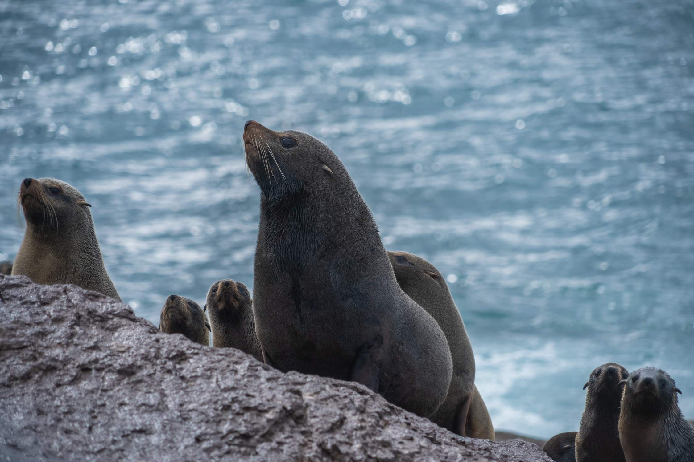 seriema nature tours