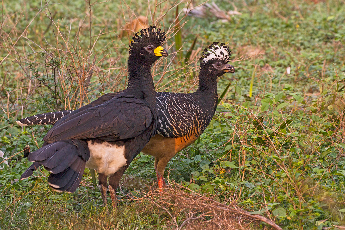 seriema nature tours