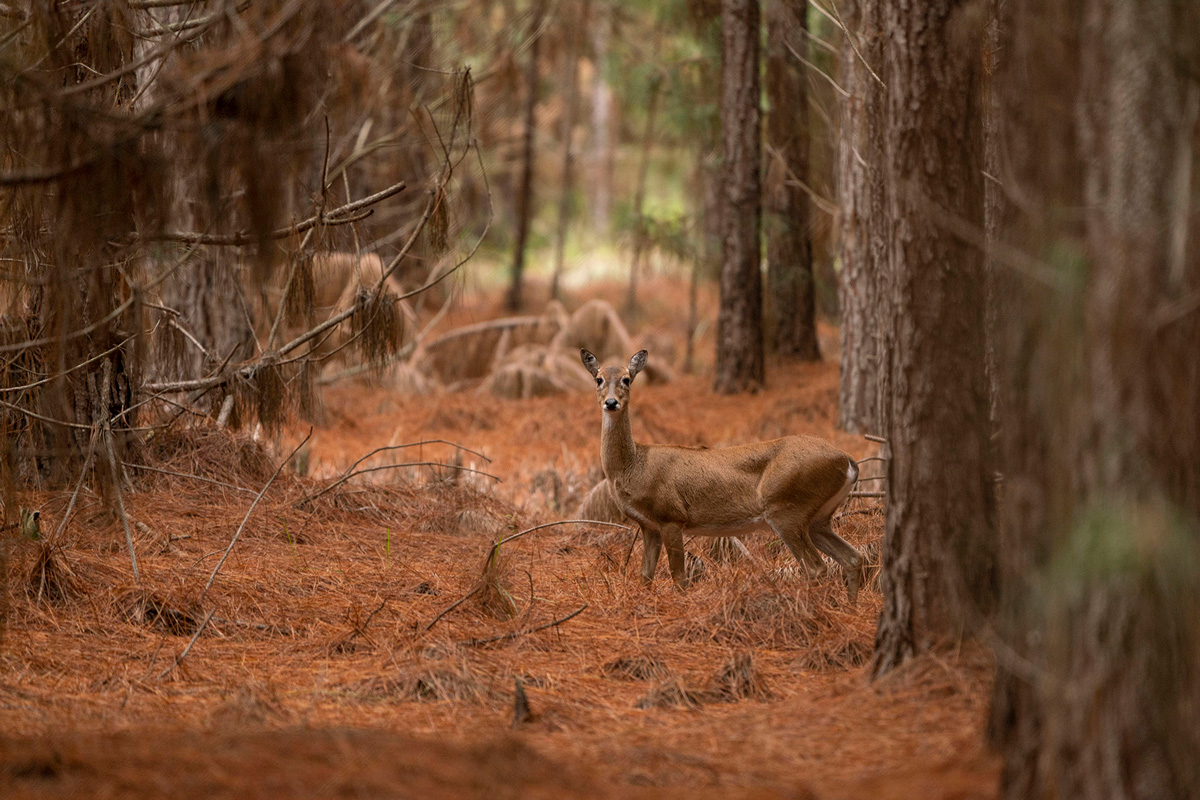 seriema nature tours