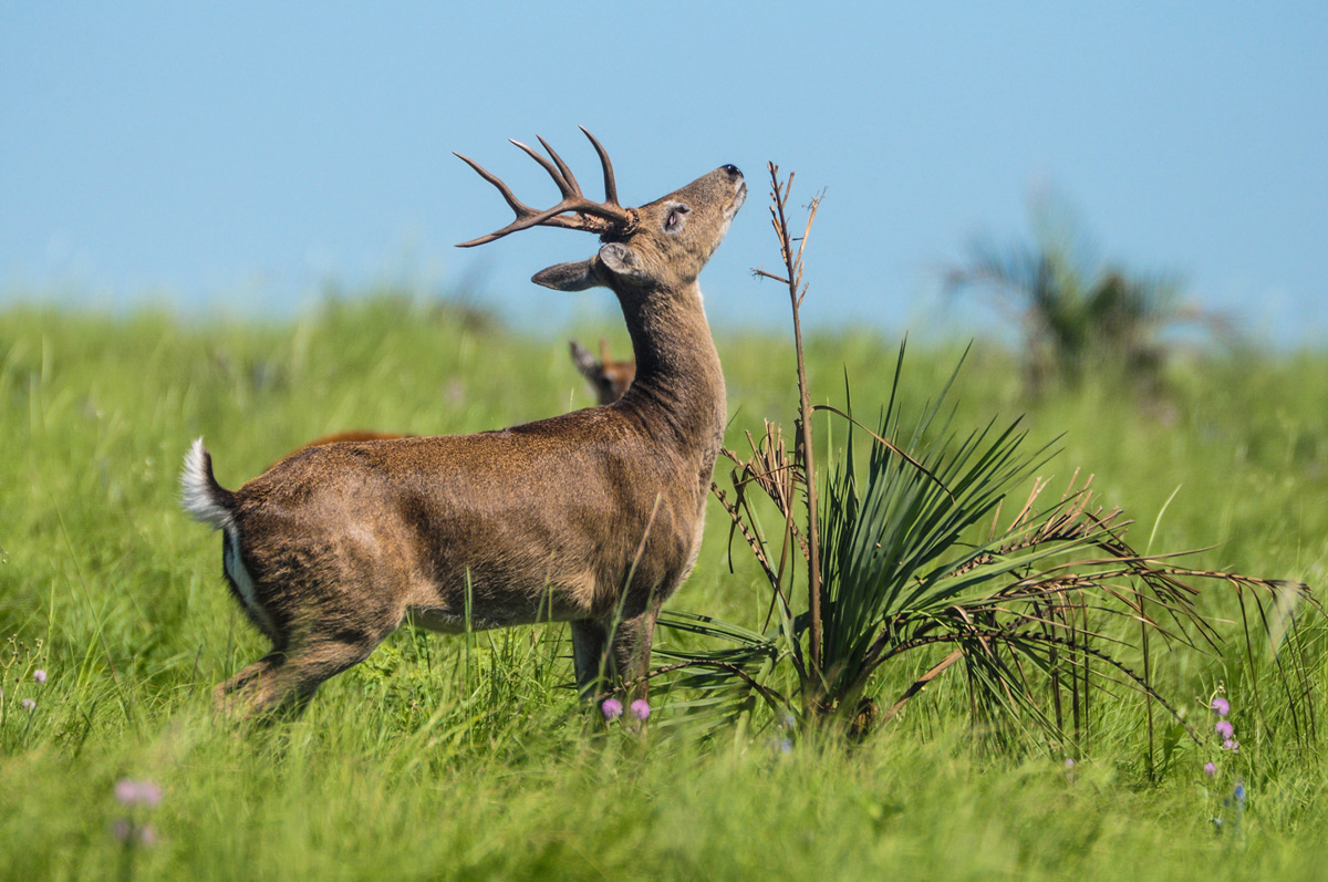 seriema nature tours