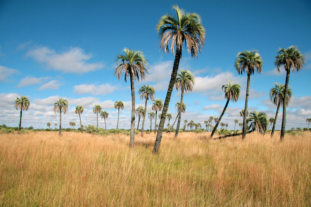 seriema nature tours