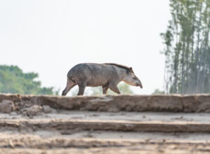 Avistaje de fauna en el Río Bermejo 02 - El Impenetrable © Matías Rebak-Fundación Rewilding Argentina