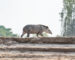 Avistaje de fauna en el Río Bermejo 02 - El Impenetrable © Matías Rebak-Fundación Rewilding Argentina