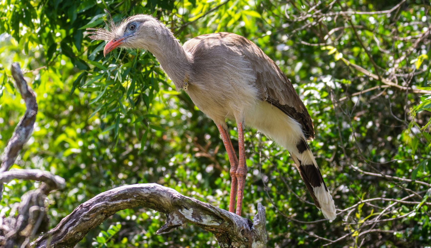 seriema nature tours