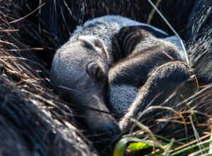 Oso hormiguero cría - Kunumí - Sebastián Navajas - Fundación Rewilding Argentina - IMG_2388