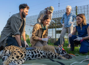 3 - Translocación yaguareté silvestre de Iberá a El Impenetrable - Octubre 2024 - Sebastián Navajas - Fundación Rewilding Argentina -06429