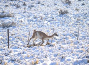 Guanacos alambrado Franco Bucci 2024 (2) (1) (1)