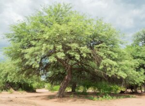 Acopio Algarroba-027
