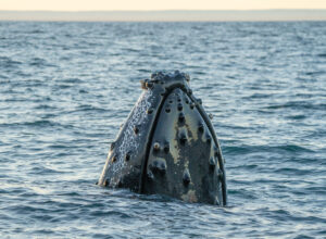 Ballenas Jorobadas _ Mayo 2025_Patagonia Azul_Horacio Barbieri_-39