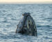 Ballenas Jorobadas _ Mayo 2025_Patagonia Azul_Horacio Barbieri_-39