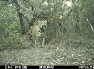 Acaí © Rewilding Argentina