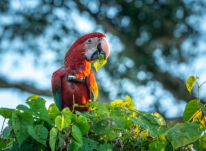 Pichones temporada 2023 2024 - Guacamayo rojo - Iberá Mayo 2024 - Sebastián Navajas - Fundación Rewilding Argentina -08118