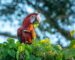 Pichones temporada 2023 2024 - Guacamayo rojo - Iberá Mayo 2024 - Sebastián Navajas - Fundación Rewilding Argentina -08118